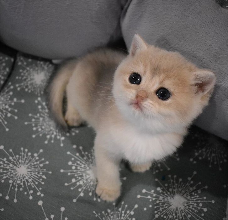 голубое золото ay 12