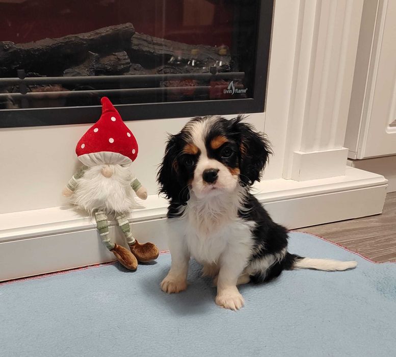 De vanzare Fetita de Cavalier KCS din parinti campioni testati genetic