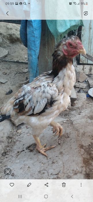 Продам питуха и курицу дакан