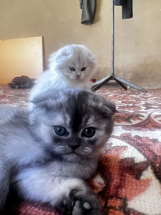 серебристый шиншилла 2 оба  мальчик