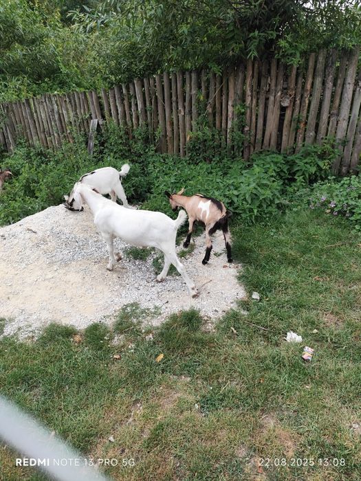 Țapisor caută casa noua