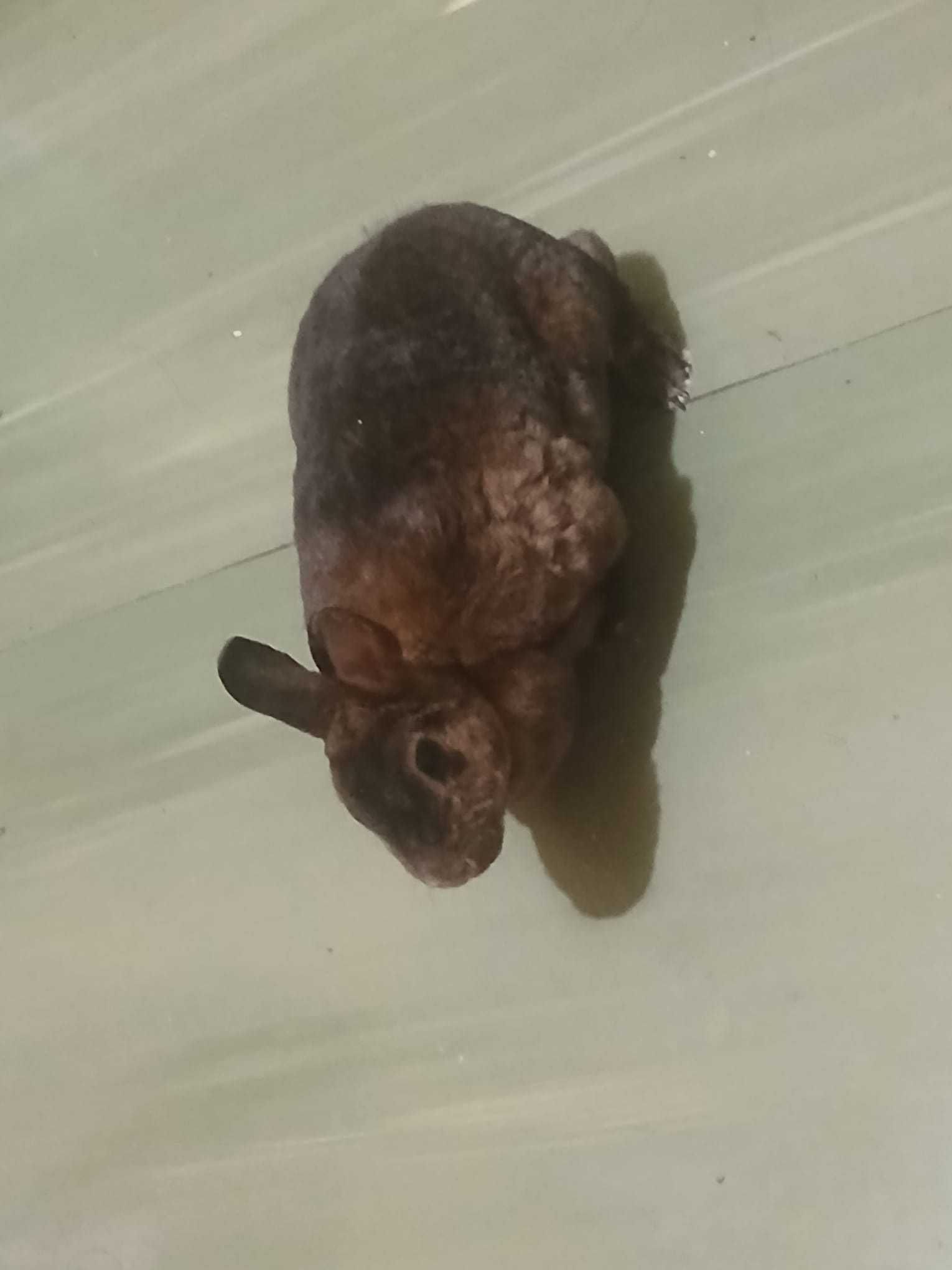 Iepure pitic Castor Rex femela blanda ,cuminte, dresata la litiera