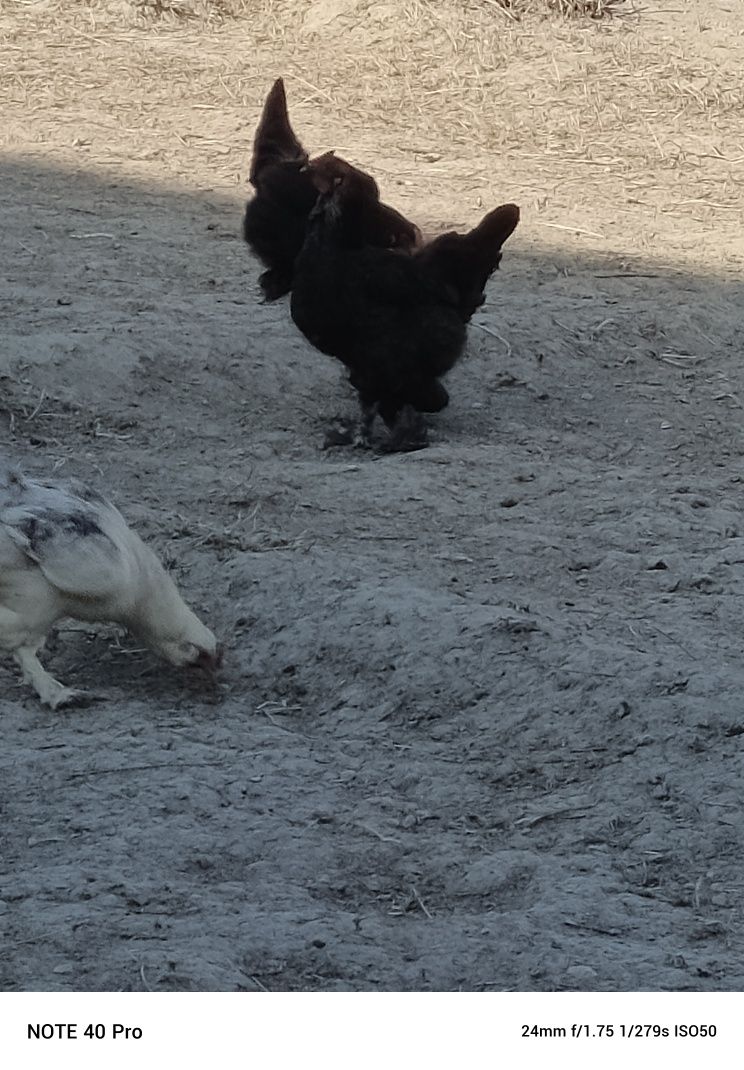 Brama tovuqlar sotiladi