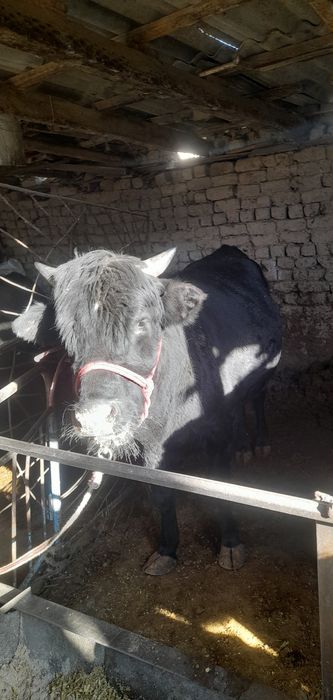 Buqa sotilad yiyishlari zor