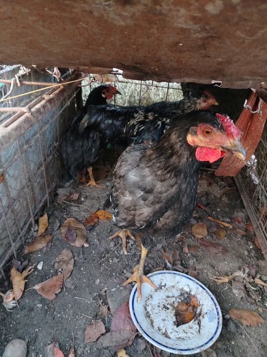 Coscosei de vânzare