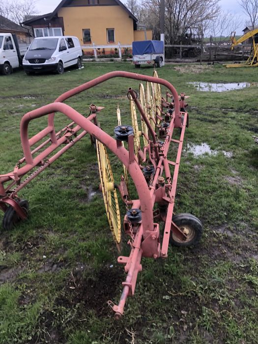 Grebla raza soarelui