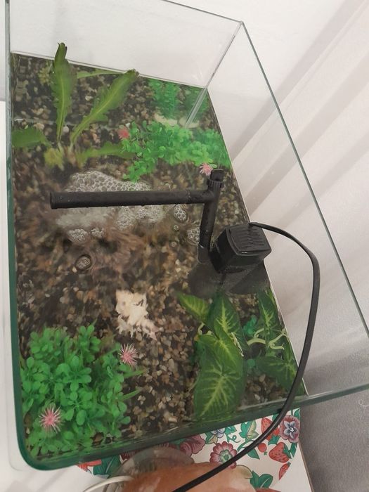 Acvariu cu pești