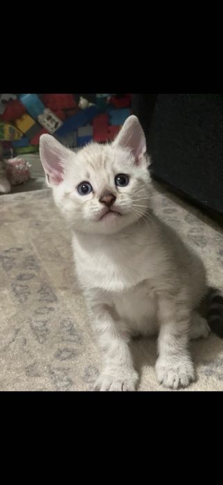 Pisica bengal alb , ochi albaștri