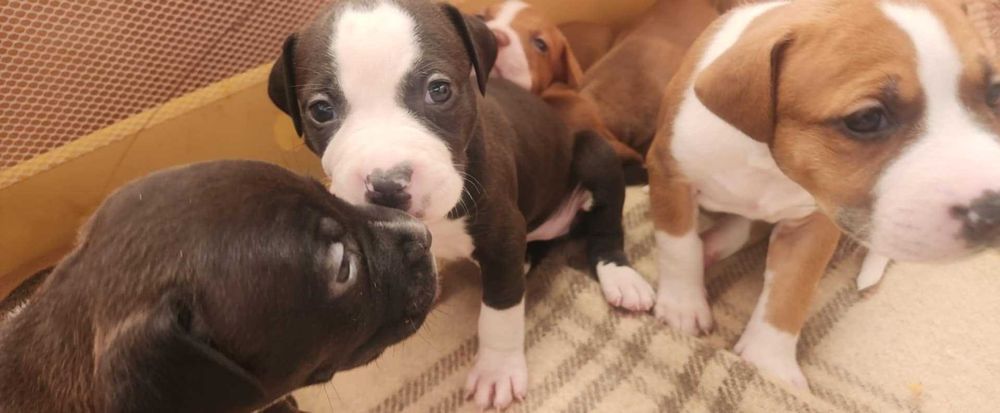 Американски питбул