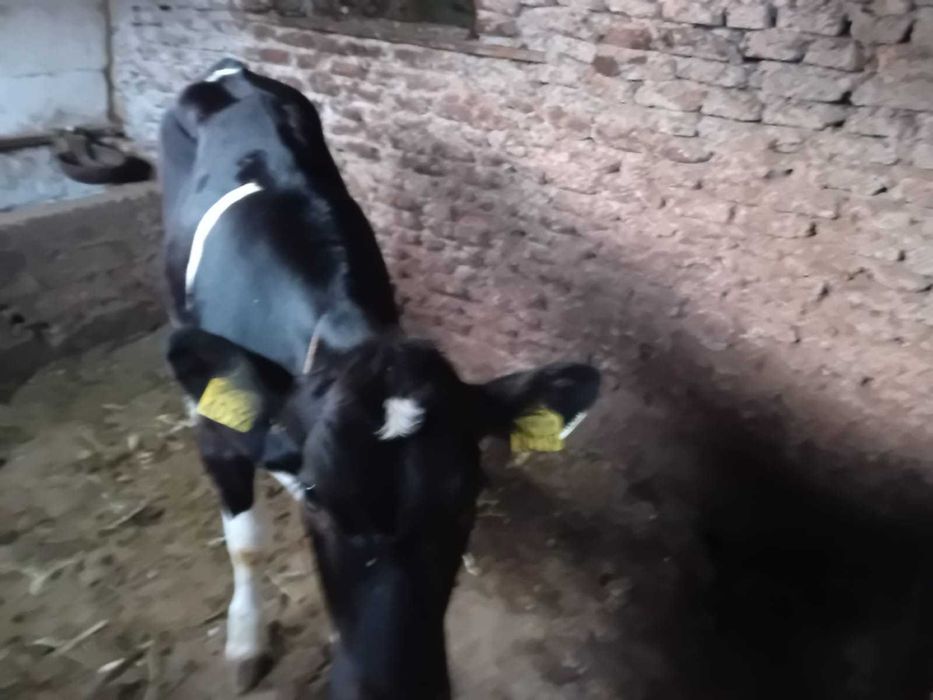 Vițele Angus + metis pentru reproducție sau carne – preț avantajos!