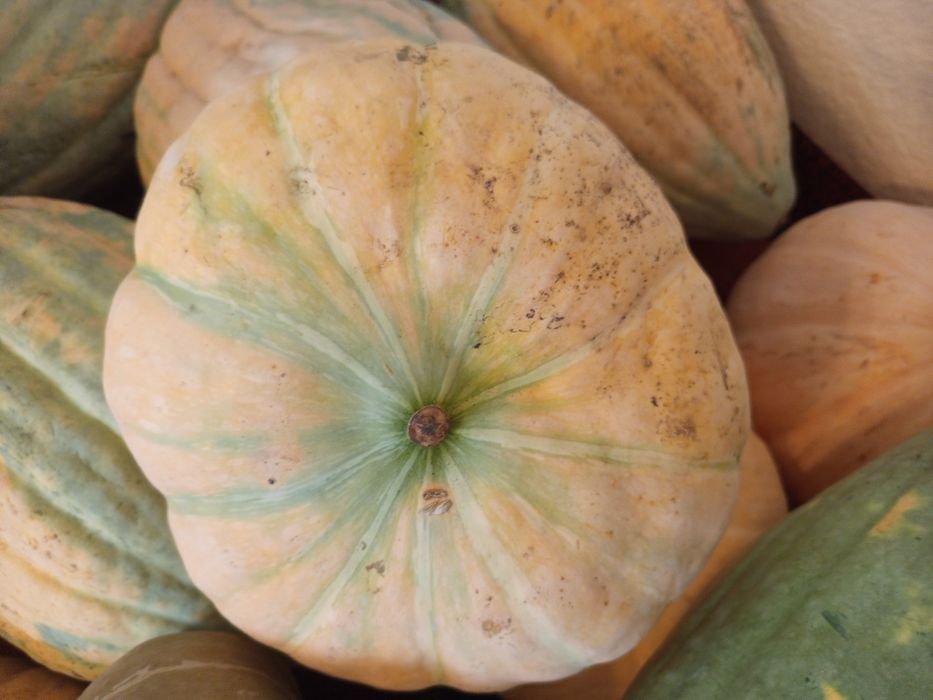 Продам тыкву тыкву