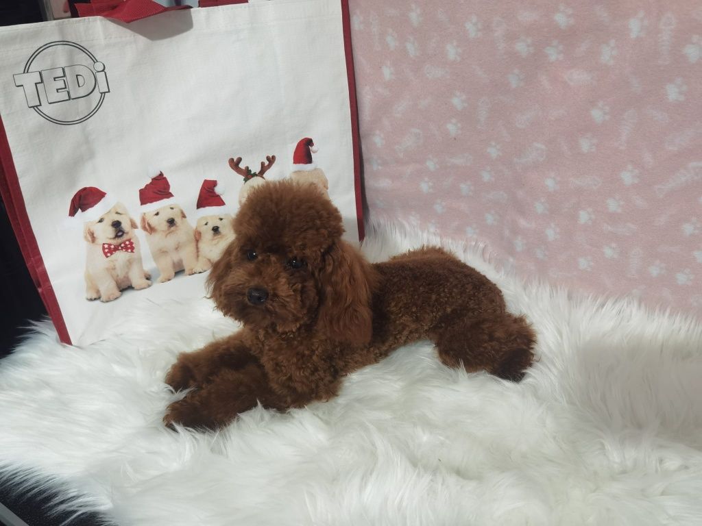 Той пудел мъжко toy poodle