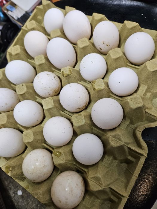 Яйца оплодени от Легхорн