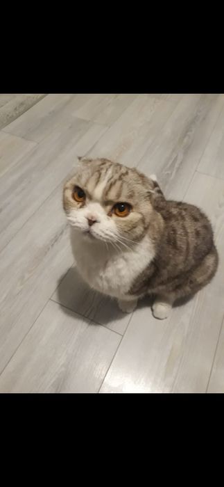 Отдам в хорошие руки