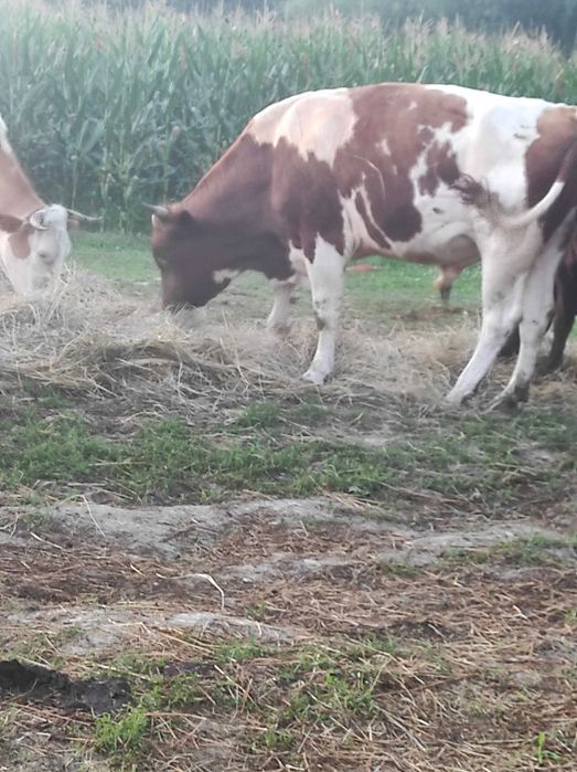 Taur de 4 ani aprox.700 kg