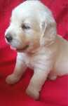 Pui Golden Retriever