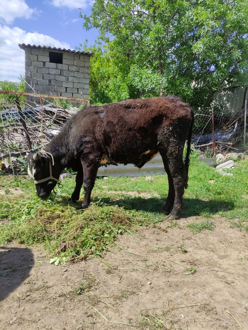 Продаются два быка, бұқалар сатылады