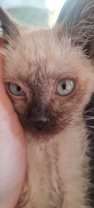 Котики милые, оба малчика