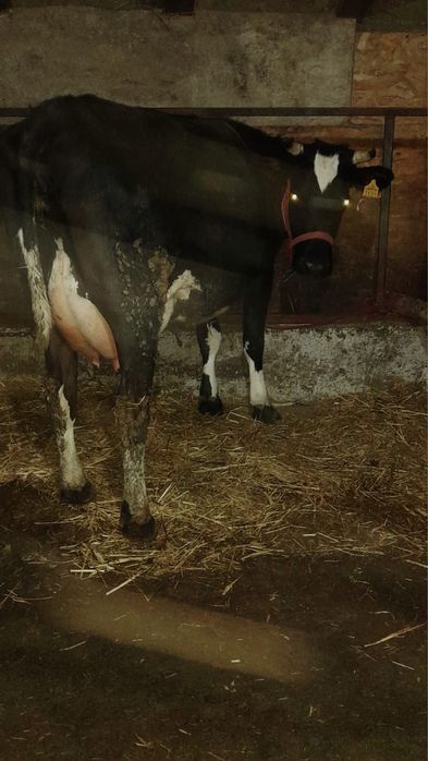 Ofer spre vanzare  vacute