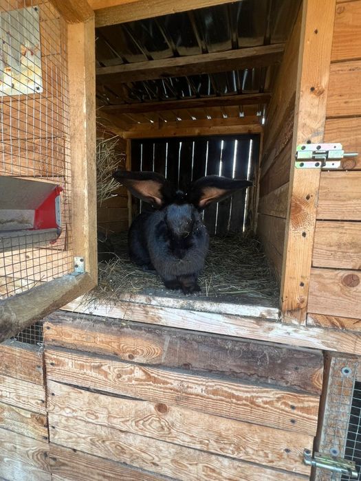 Vand iepuri Urias German