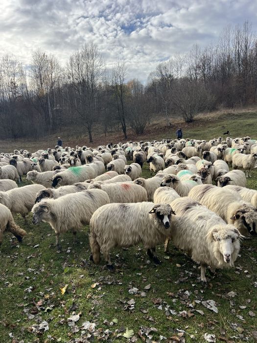 Oiide vanzare 200 capete