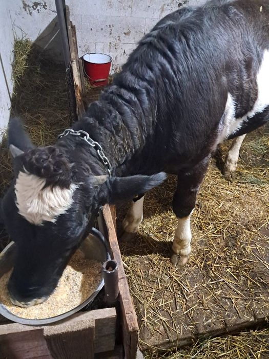 VÂND VITICA de 9luni