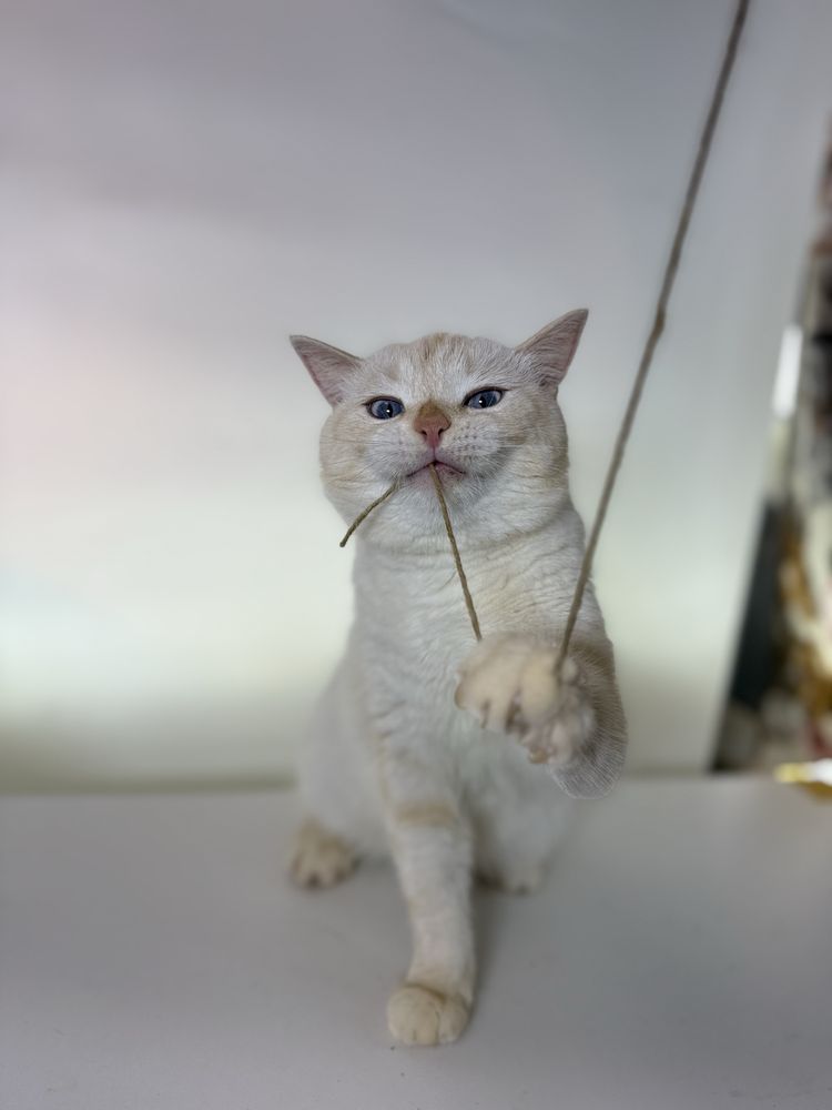 Котик Нежик ищет семью