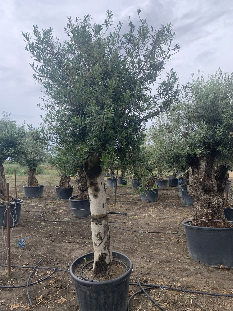 Maslini Olea Europaea