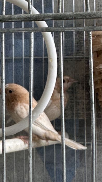 Zebre australiene , canar , pescarus