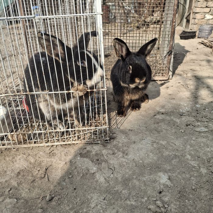 Декаративный кролики