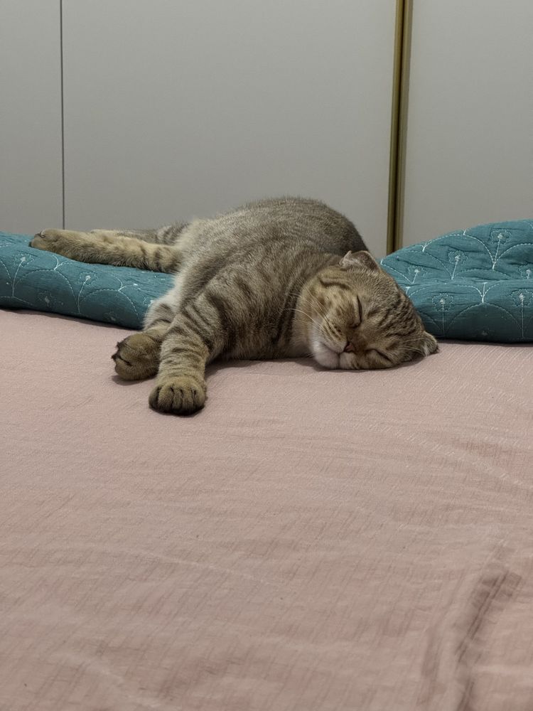 Котенок , вислоухий шотландец