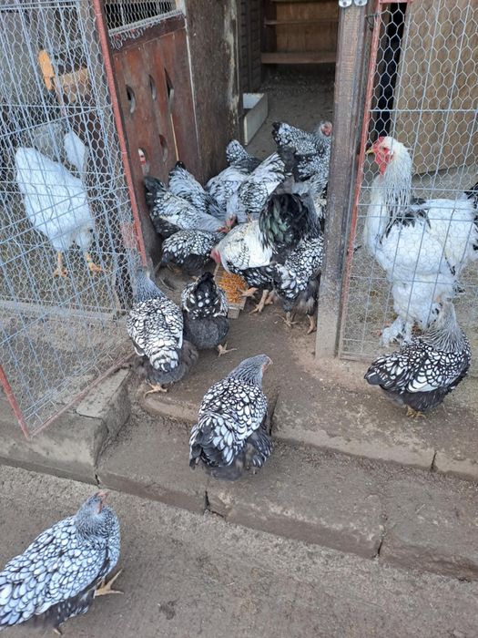 Găini și Cocoși wyandotte