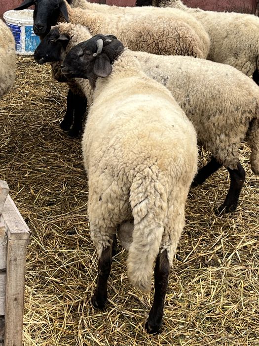 Vând berbec carabas de 7 luni pentru reproductie