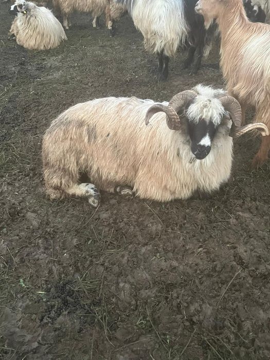 De vânzare 9 oii și un berbec