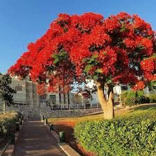 Copacul Flacara cu Flori de foc