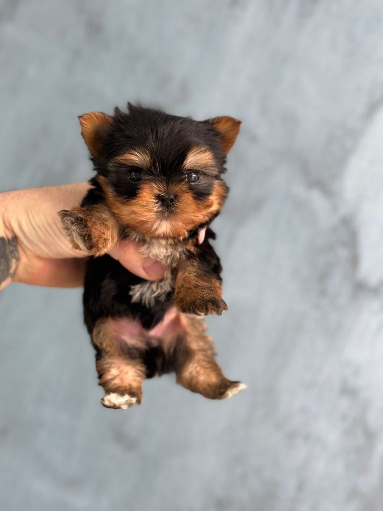 Yorkshire TERRIER Mini TOY cu pedigree!