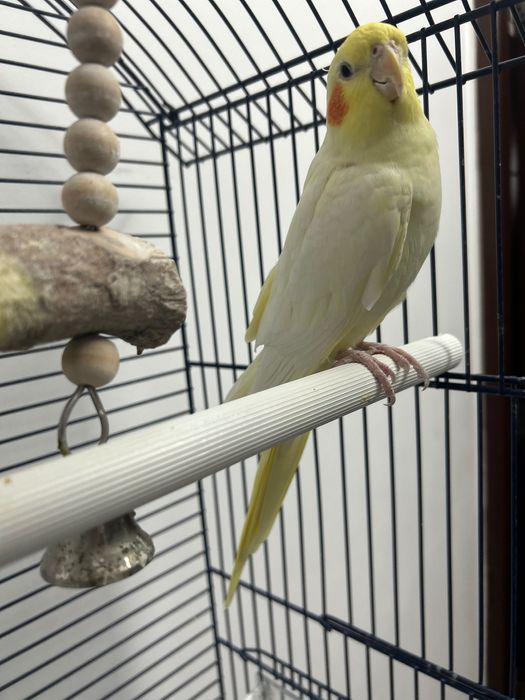 Papagali,  nimfe+ colivie