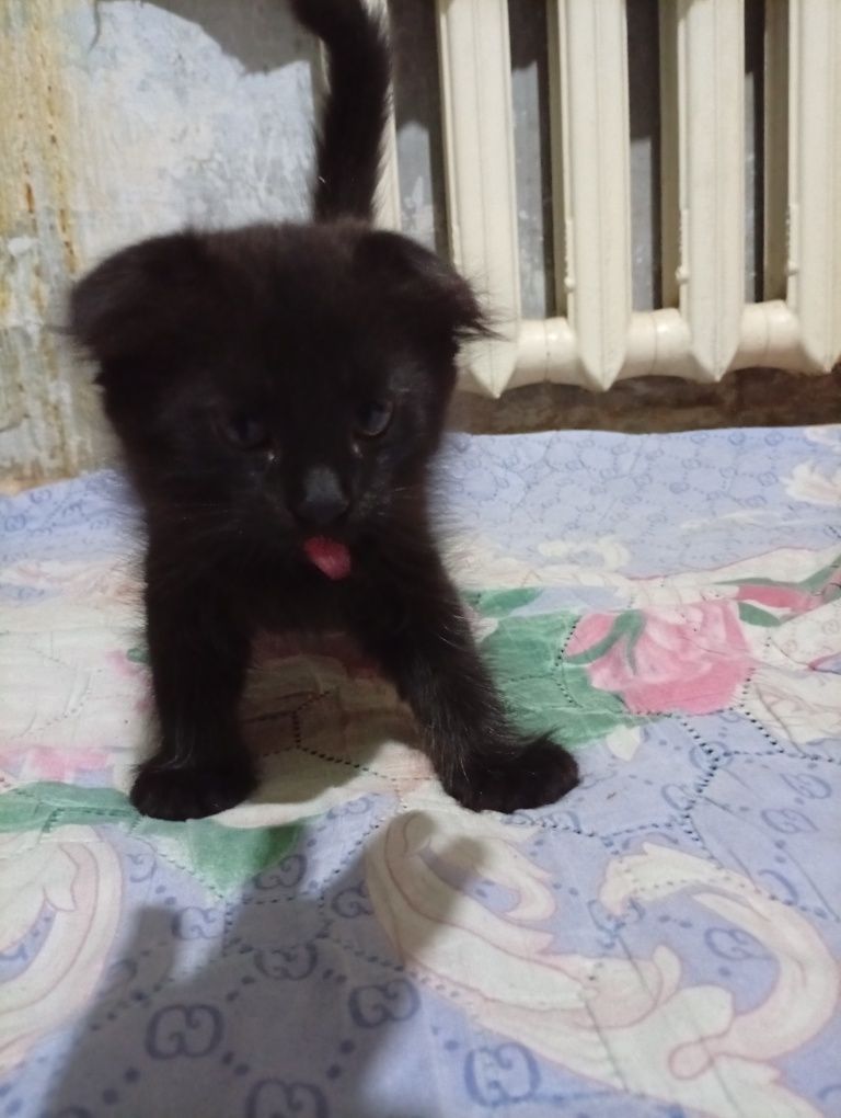 Котята отдадим даром
