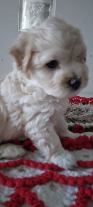Maltipoo toy fetita