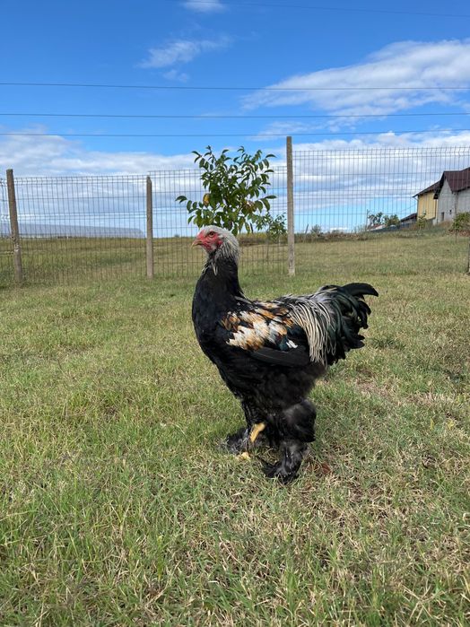 Brahma herminat închis, silver negru, rotgesattelt 2025