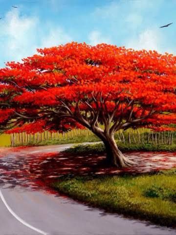 Copacul Flacara cu Flori de foc