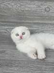 Scottish Fold alb cu pedigree
