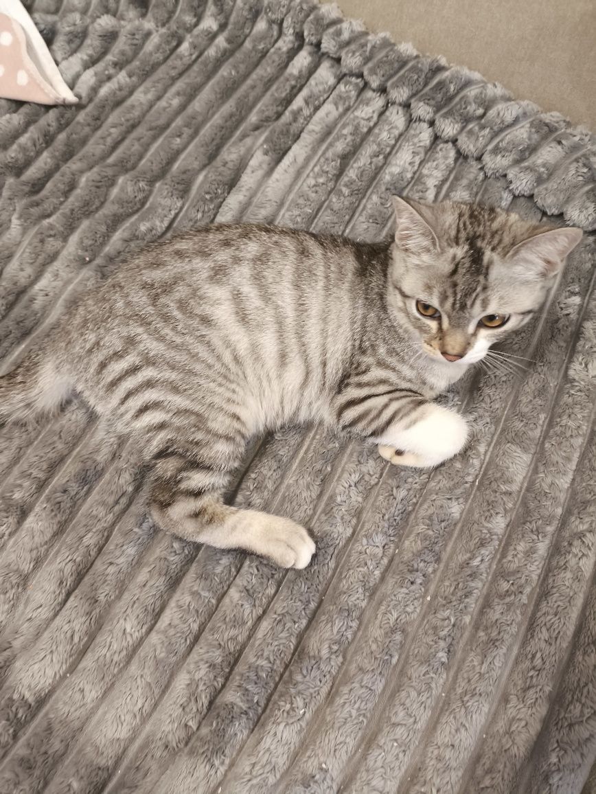 Скоттиш Страйт котёнок 3 месяцев