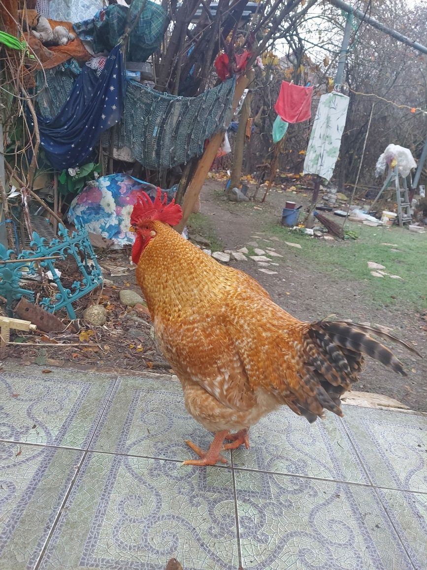 Dau  cocos tanar din imagine  la  schimb cu gaina, cocos rasa kabir