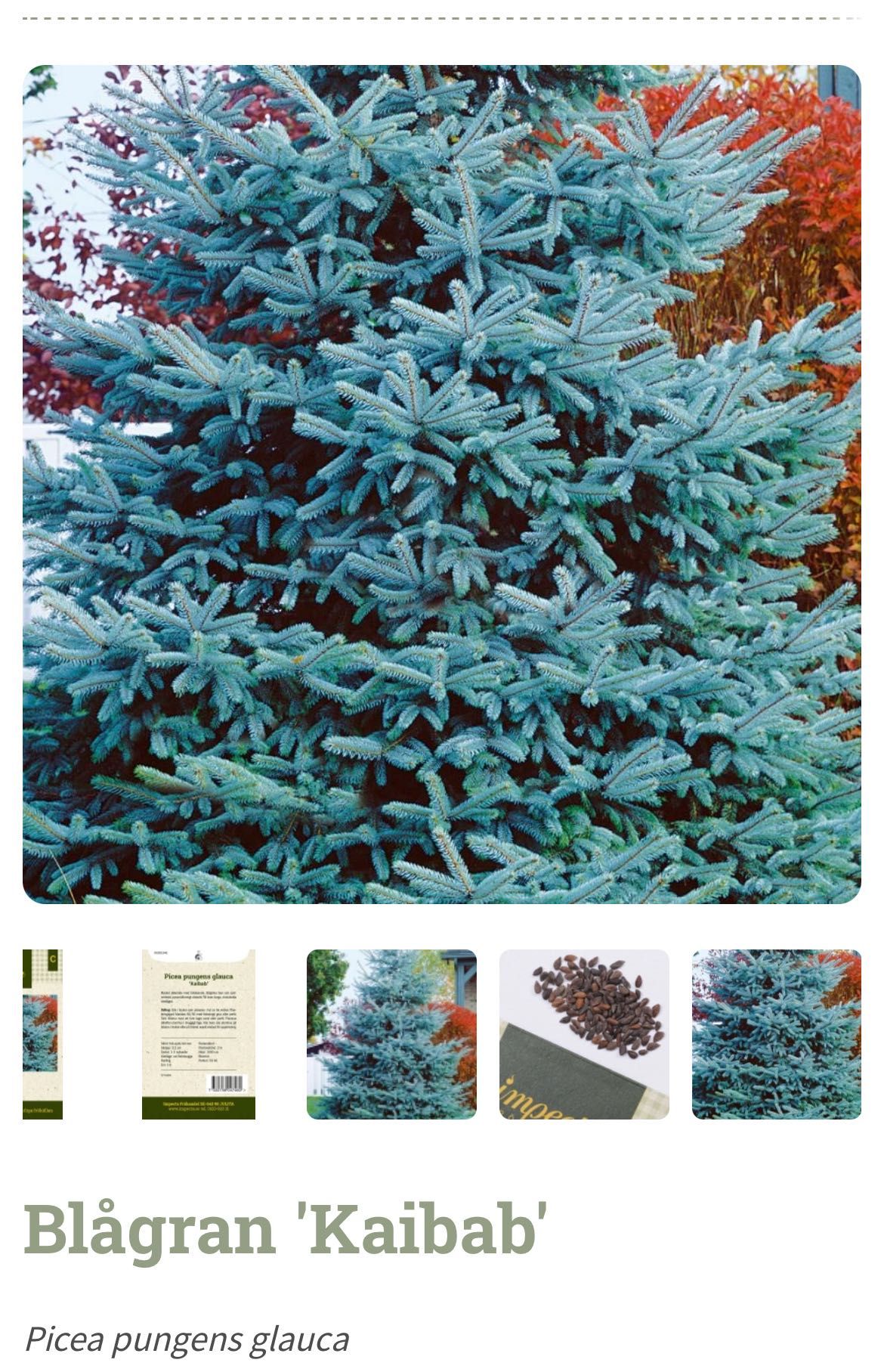 Голубая Ель / Hoopsii / Colorado BLUE SPRUCE Picea Pungens Glauca USA
