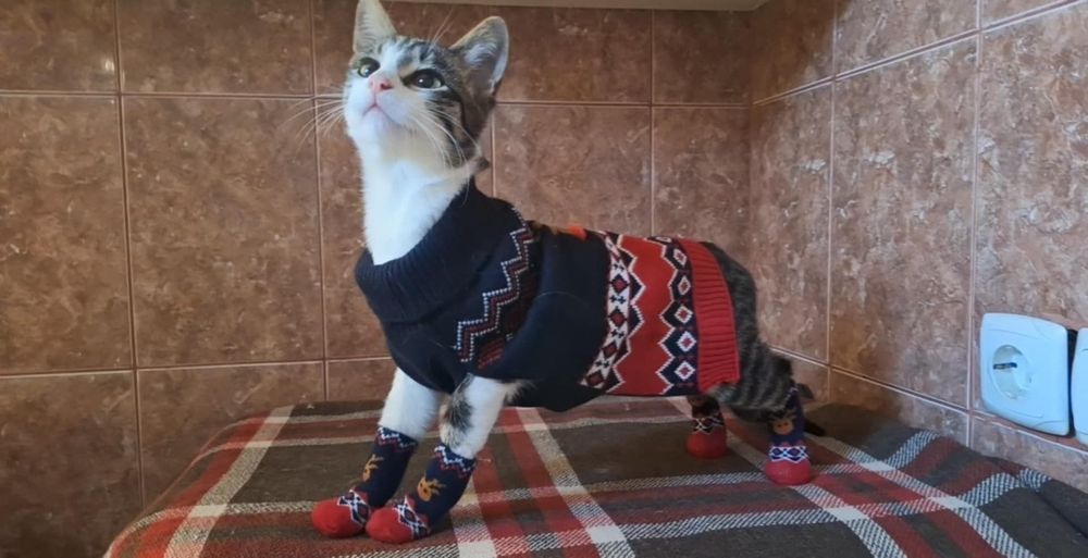 Coco si Dior pui de pisica de 3 luni își caută căsuța!