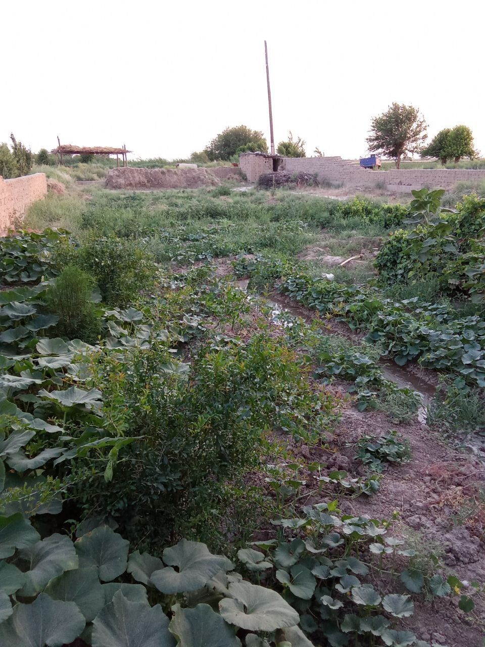 Srochno Hovli sotiladi