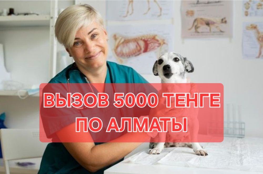 Ветеринар Ветеринарный Врач на дом УЗИ выезд вызов усыпление кремация