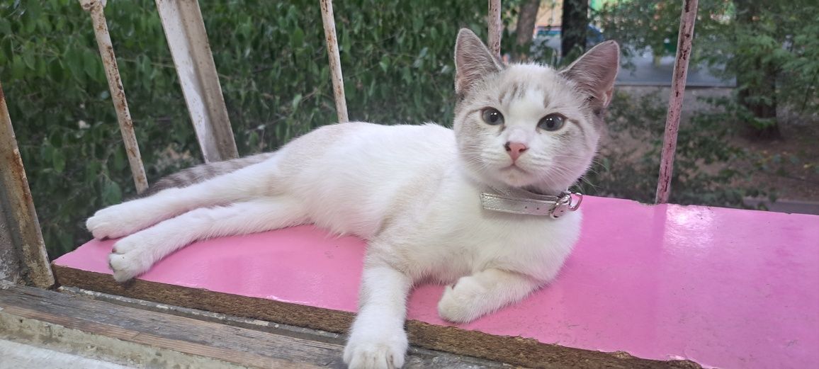 Пристраивается котенок-девочка