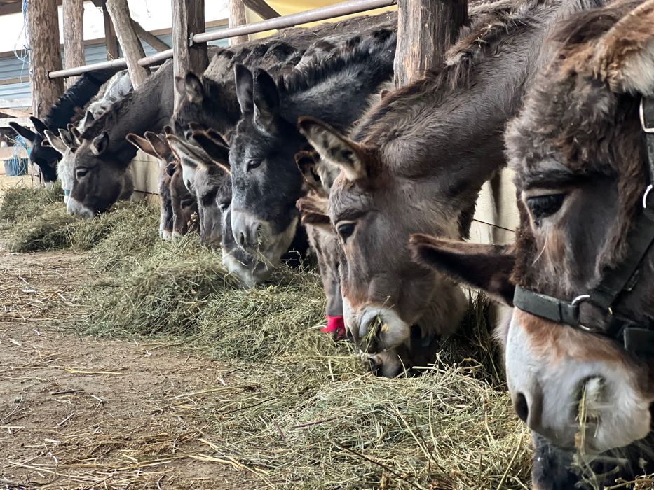 Oportunitate rară! Turmă de 170 măgari disponibili imediat!